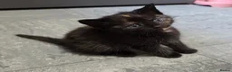 Domestic Shorthair cats for sale: 5 Beautiful female kittens for sale  - Advert 9