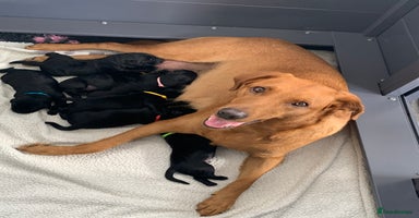 Labrador Retriever dogs - Advert 4