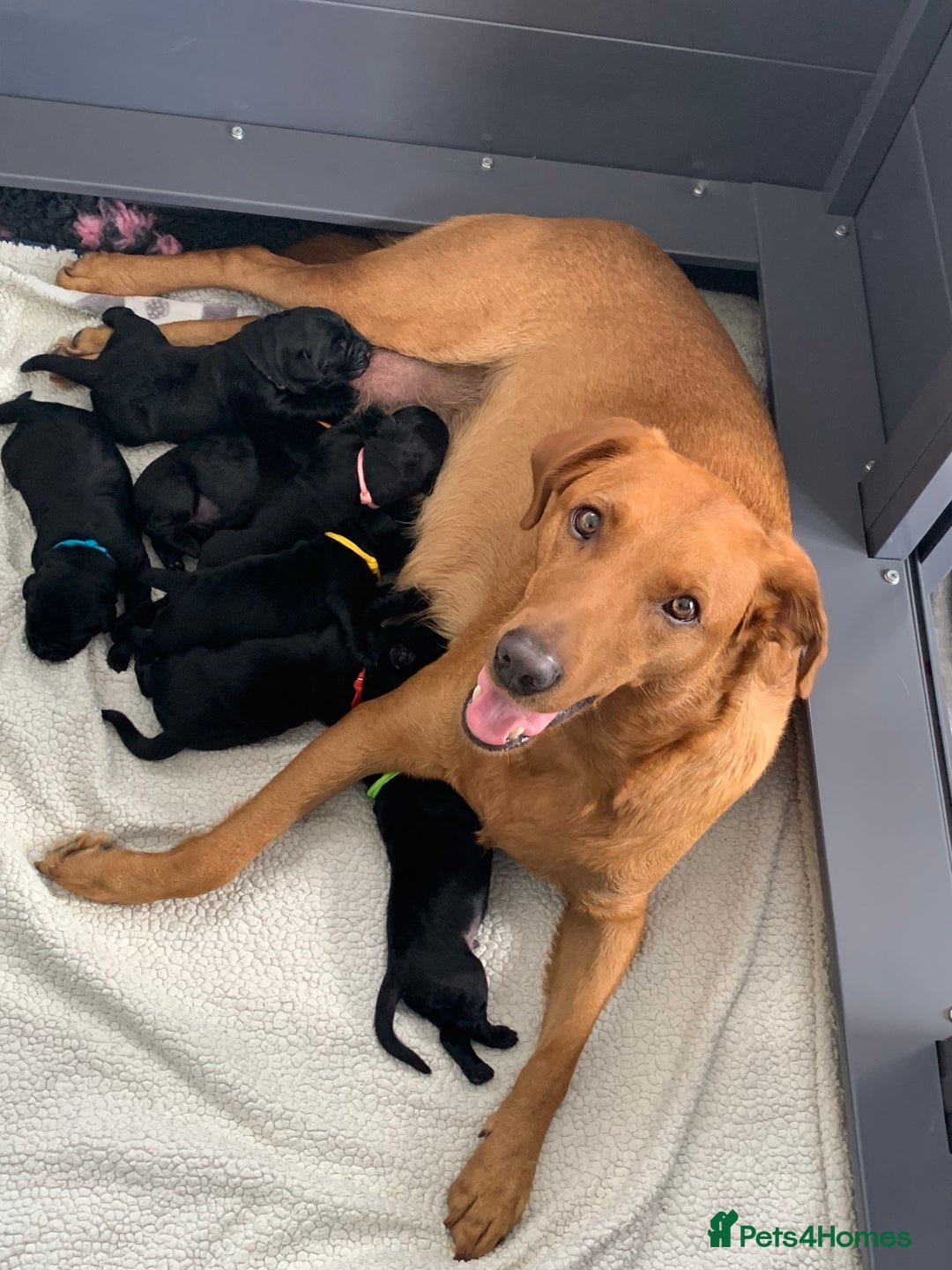 Labrador Retriever dogs for sale: 5* breeder🐾beautiful glossy black puppies ❤️  - Image 3