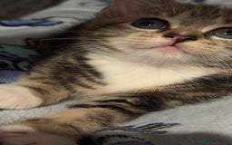 Domestic Shorthair cats for sale: 🐾Two Gorgeous Female Kittens🐾 - Image 5