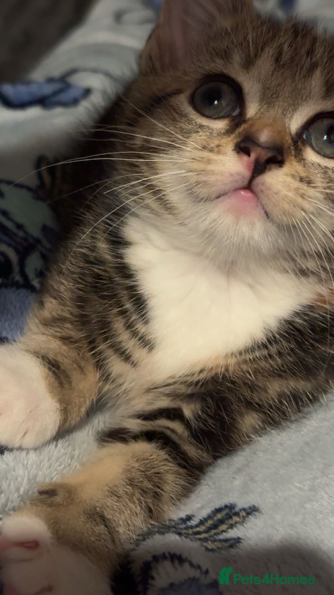 Domestic Shorthair cats for sale: 🐾Two Gorgeous Female Kittens🐾 - Image 5