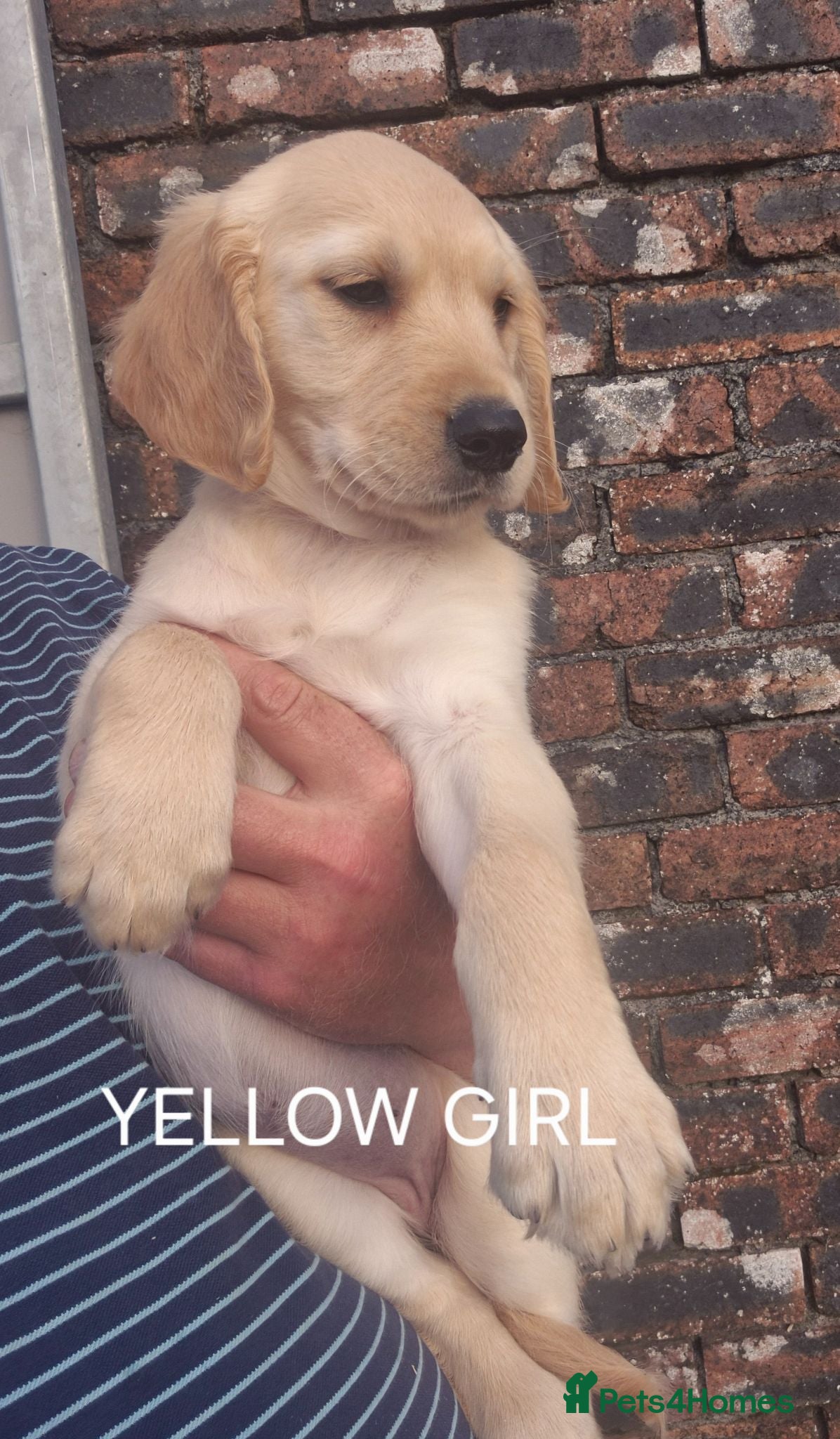 Golden Retriever dogs KC GOLDEN RETRIEVER PUPS HEALTH TESTED PARENTS  - Advert 2