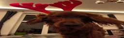 Irish Setter dogs for stud:  READY FOR STUD – PROVEN, HEALTHY, AND EXCEPTIONAL in Walsall - Advert 10