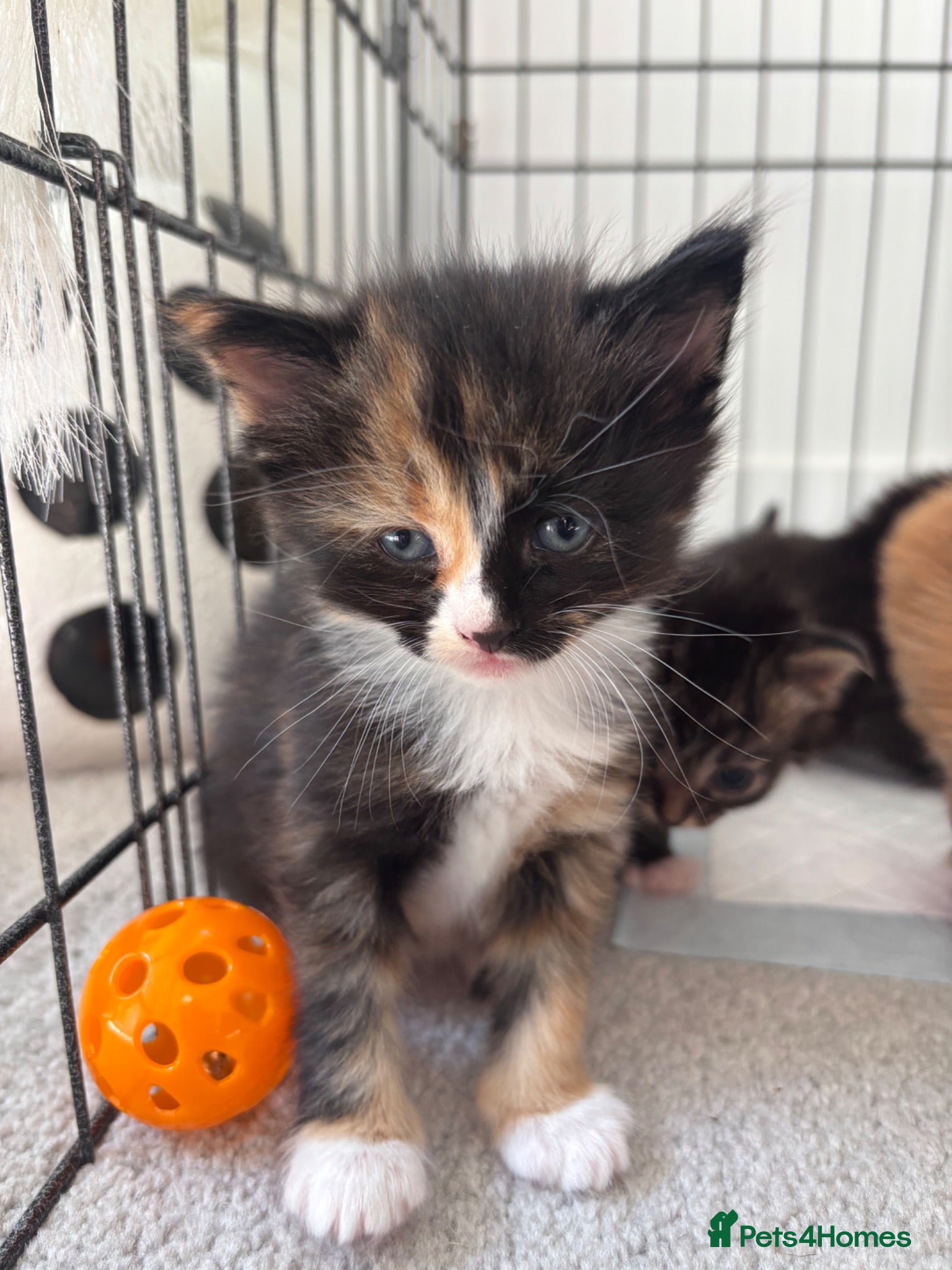 Mixed Breed cats Beautiful Kittens Looking for Their Forever Home - Advert 3