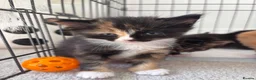 Mixed Breed cats for sale: Beautiful Kittens Looking for Their Forever Home - Advert 2