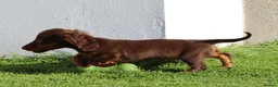 Dachshund dogs for sale: MINIATURE DACHSHUND PUPPIES FOR SALE - Advert 14
