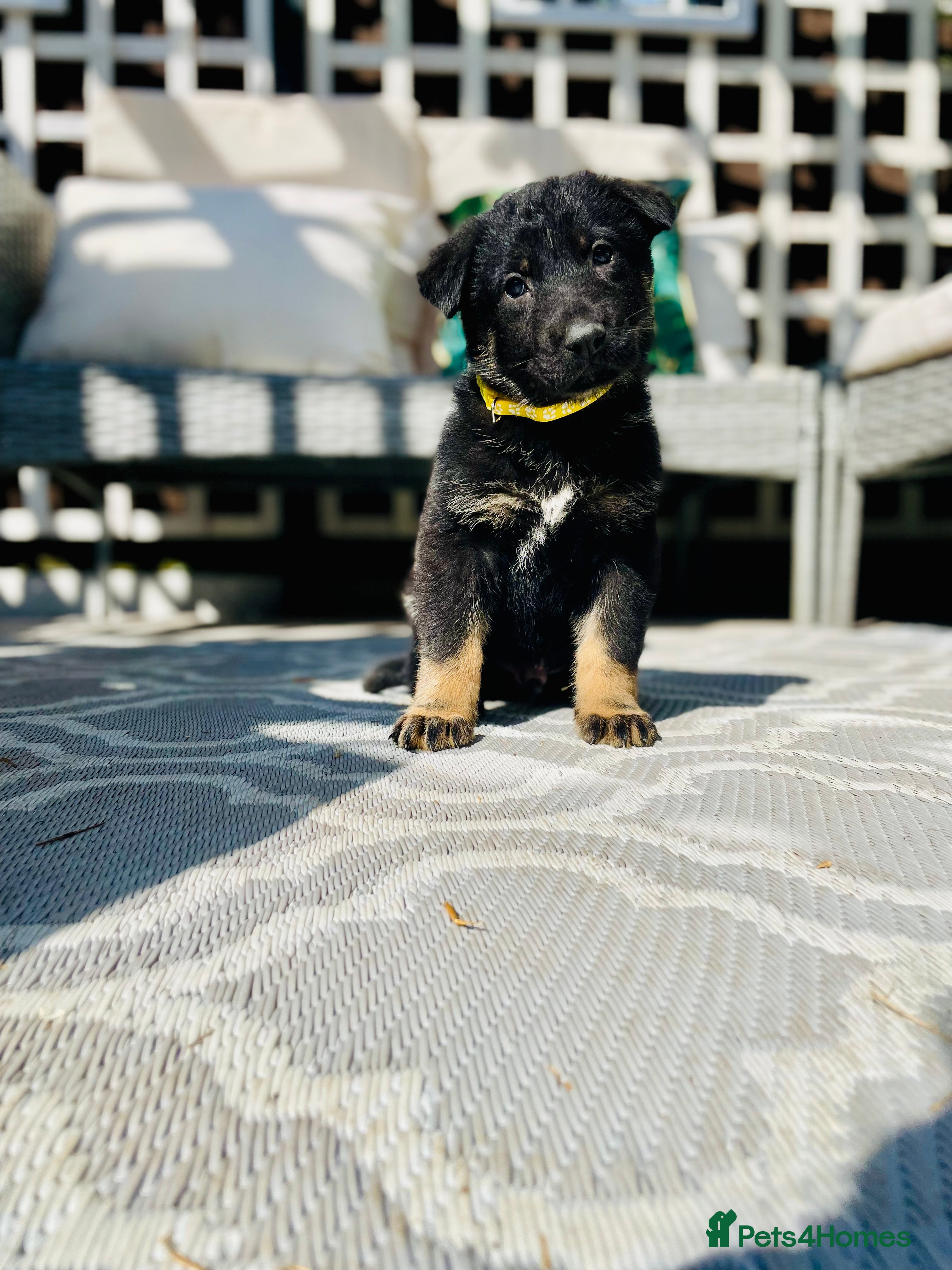 German Shepherd dogs Pedigree Club documents german shepherds puppies - Advert 1