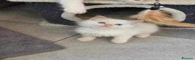 Ragdoll 3