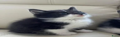 miko