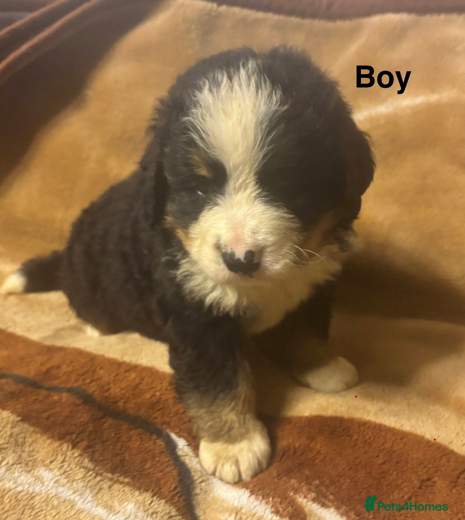 Bernese Mountain Dog dogs Bernese Mountain Dog Puppies–1Girl&2Boys Available - Advert 12