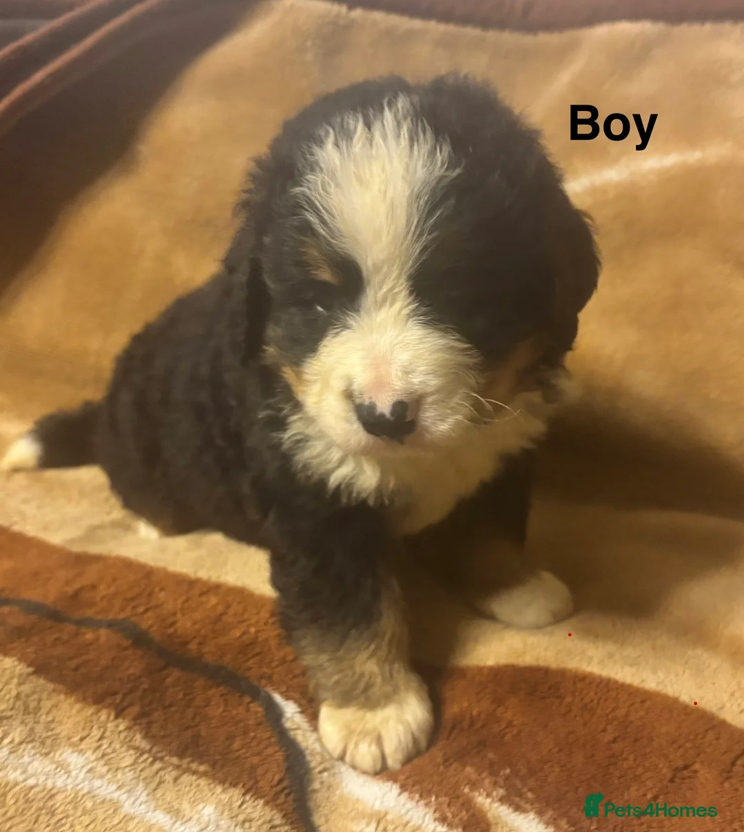 Bernese Mountain Dog dogs for sale: Bernese Mountain Dog Puppies–1Girl&2Boys Available - Advert 1