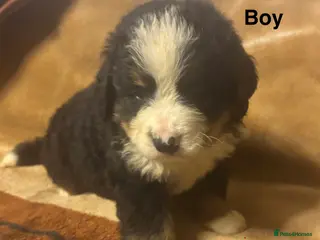 Bernese Mountain Dog dogs Bernese Mountain Dog Puppies–1Girl&2Boys Available - Advert 12