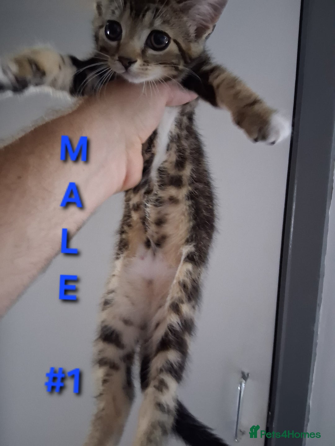 Mixed Breed cats for sale: 10 week old kittens available  - Image 1