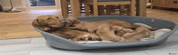 Hungarian Vizsla dogs for sale: Beautiful Hungarian Vizsla Puppies 4 Girls 2 Boys - Advert 17