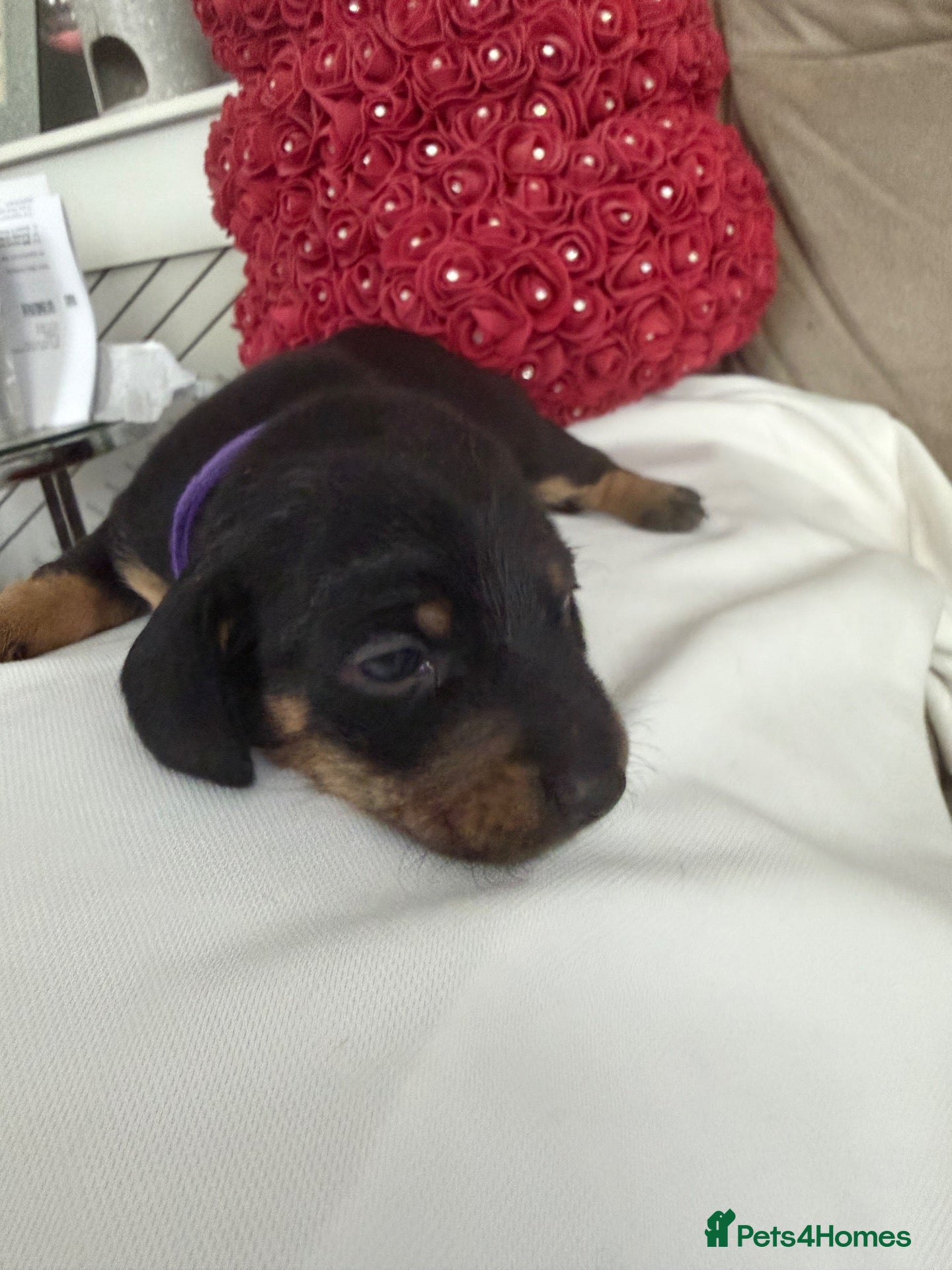 Miniature Dachshund dogs Mini dachshund  - Advert 1