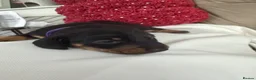 Miniature Dachshund dogs for adoption: Mini dachshund  - Advert 1