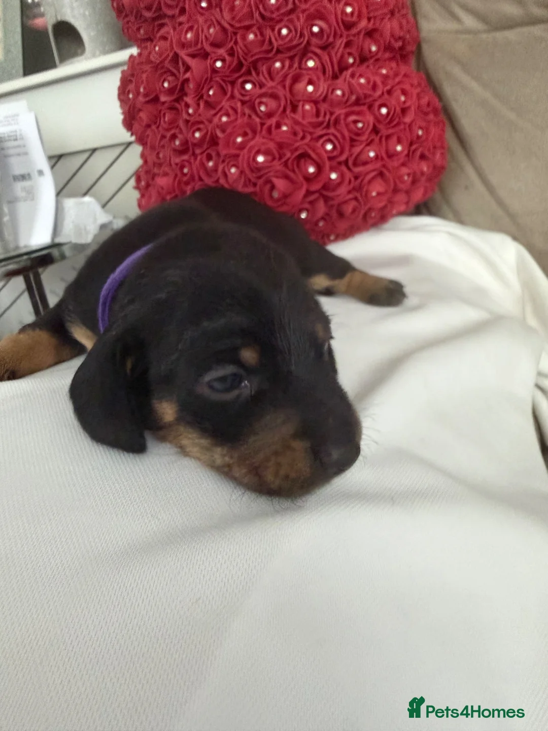 Miniature Dachshund dogs for adoption: Mini dachshund  - Advert 1