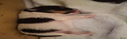 Pomeranian dogs for sale: Beautiful pomeranian pups just born!! - Advert 22