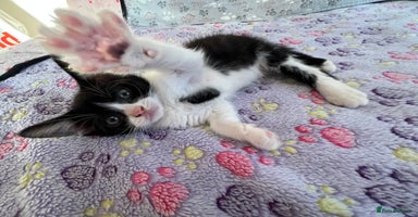 Mixed Breed cats - Advert 16