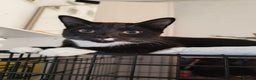 Mixed Breed cats for sale: Tux male kitten  - Advert 1
