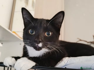 Mixed Breed cats Tux male kitten - Advert 18