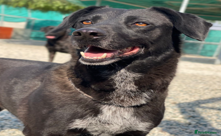 Labrador Retriever dogs - Advert 1