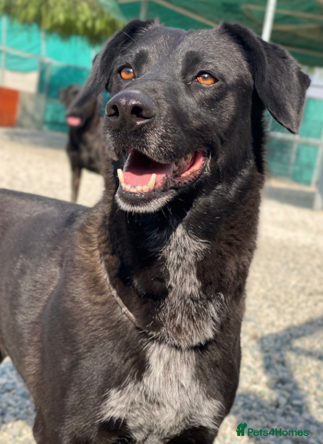 Labrador Retriever dogs for adoption: Cindy - over 2000 days in rescue - Image 1