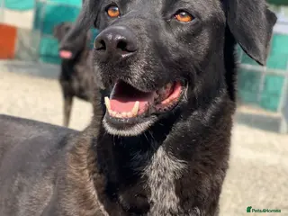 Labrador Retriever dogs Cindy - over 2000 days in rescue - Advert 2