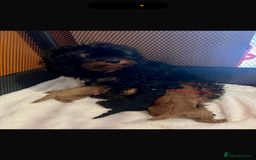 Cavapoo dogs for sale: Top quality F1b toy cavapoos  - Image 5