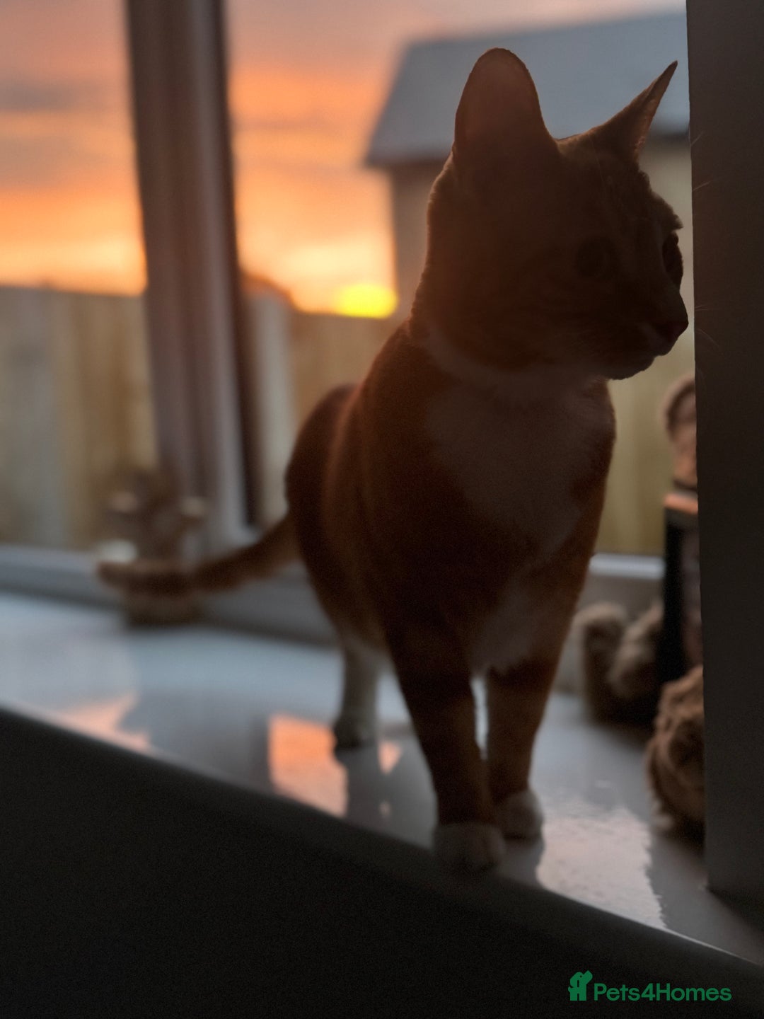 Mixed Breed cats for sale: Marla ginger cat  - Advert 9