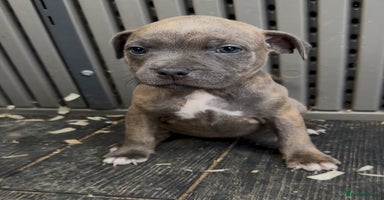 Staffordshire Bull Terrier dogs - Advert 4