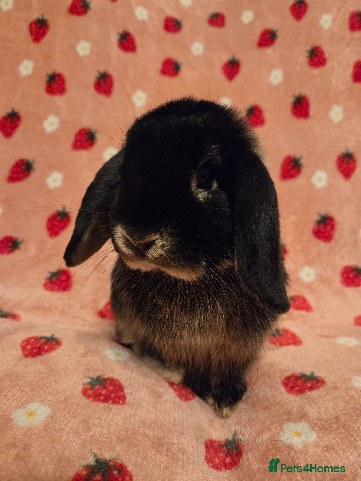 Mini Lop rabbits Black Otter pure mini lop Buck 🩵 very very tame - Advert 1