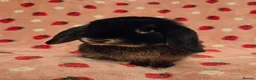 Mini Lop rabbits for sale: Black Otter pure mini lop Buck 🩵 very very tame - Advert 1