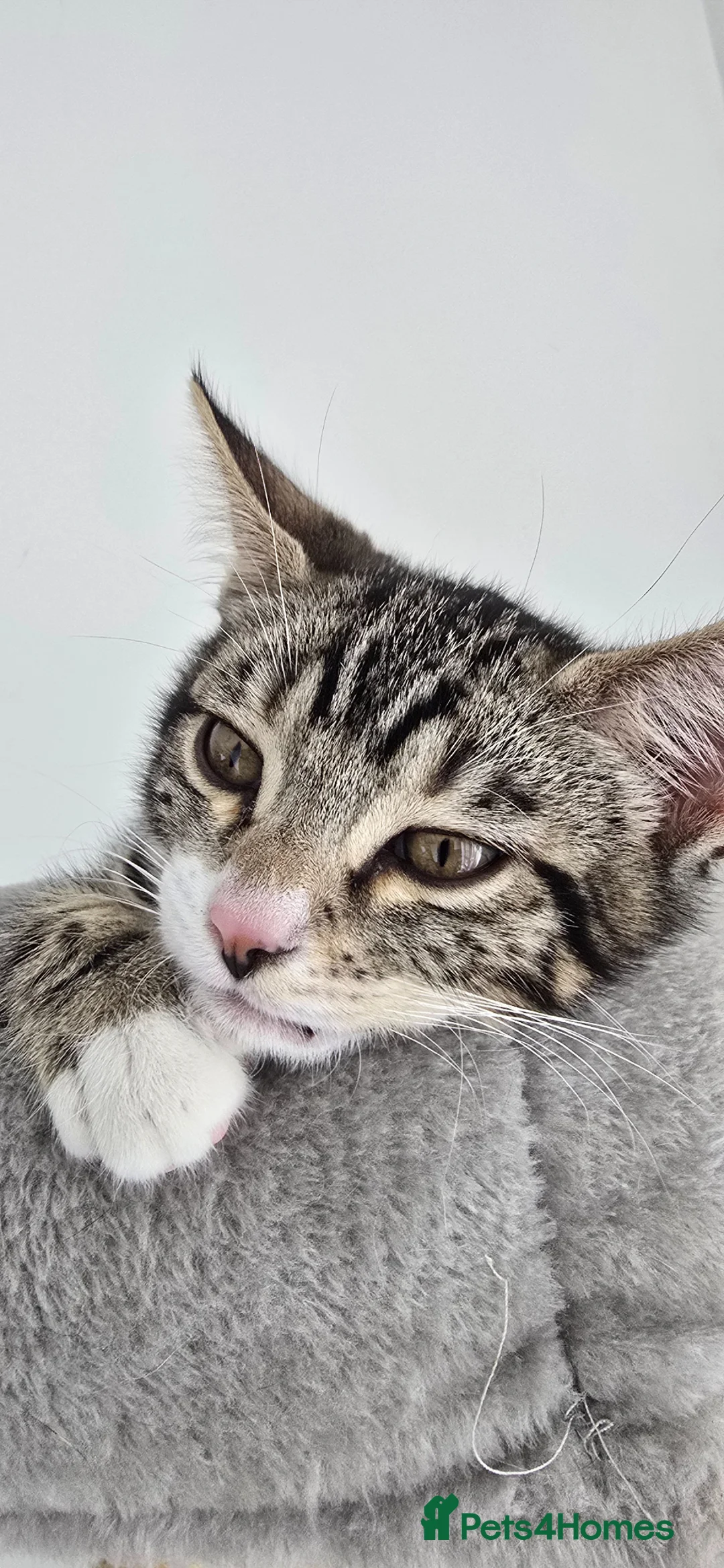 Bengal cats for sale: Bengal Mix - Advert 2