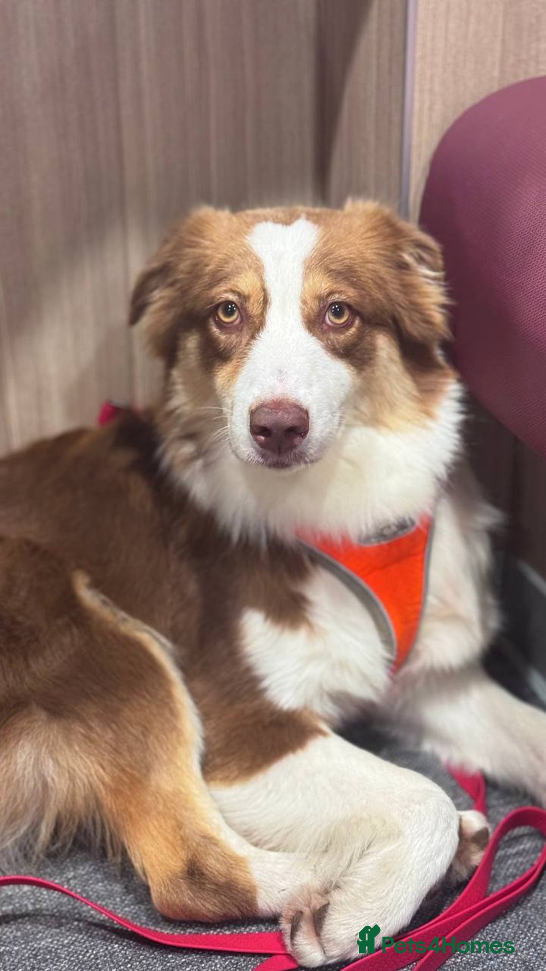 Australian Shepherd dogs for sale: Upcoming Litter – Australian Shepherd Puppies - Advert 7