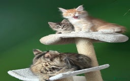 Maine Coon cats for sale: Maine Coon Kittens  - Image 4