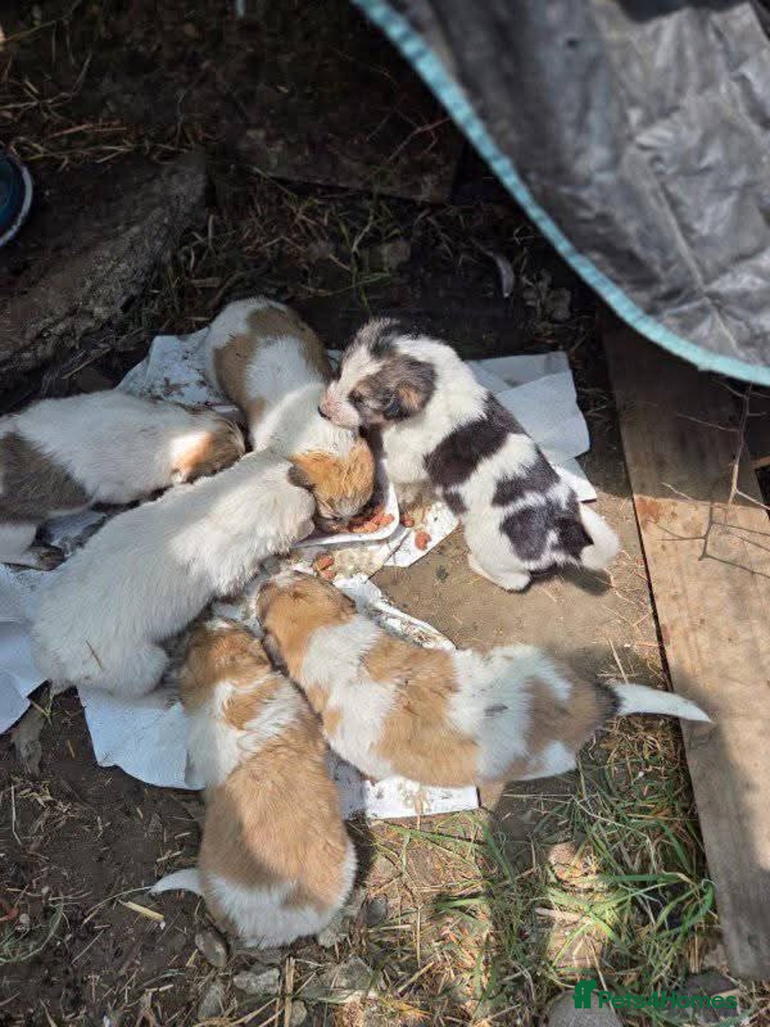 Mixed Breed dogs for adoption: 🐾 TEDDY - Big, Gentle & Full of Quiet Love 🤍🐶 - Advert 14