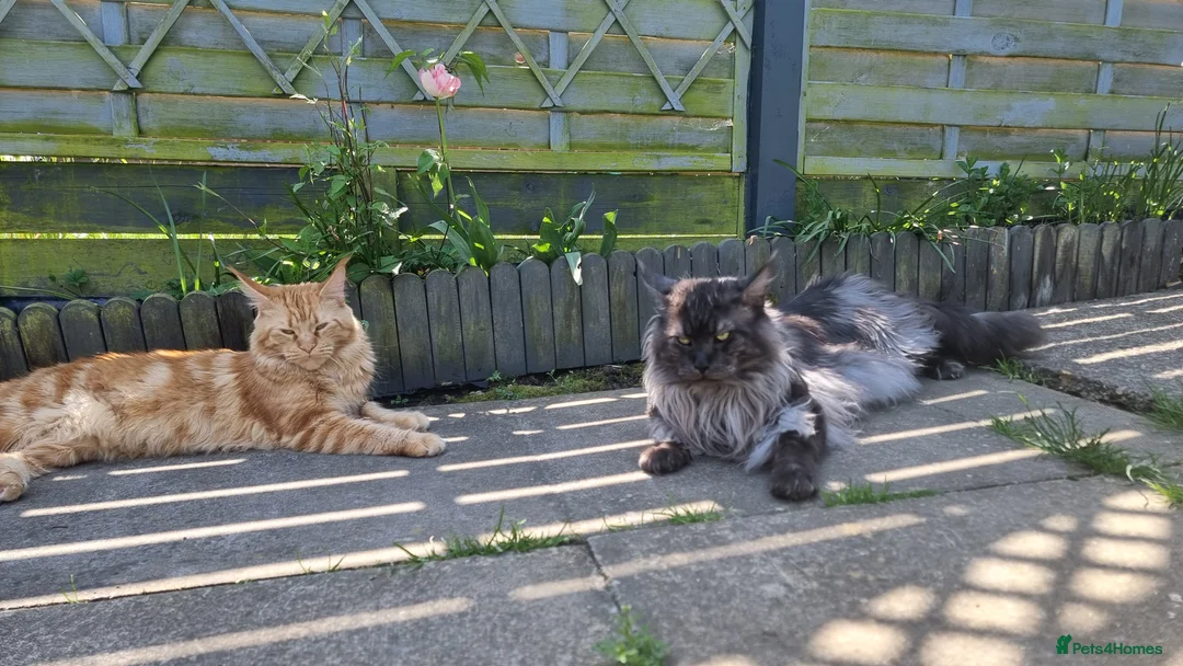 Maine Coon cats for stud: Black smoky maine coon boy for stud in Milton Keynes - Advert 4