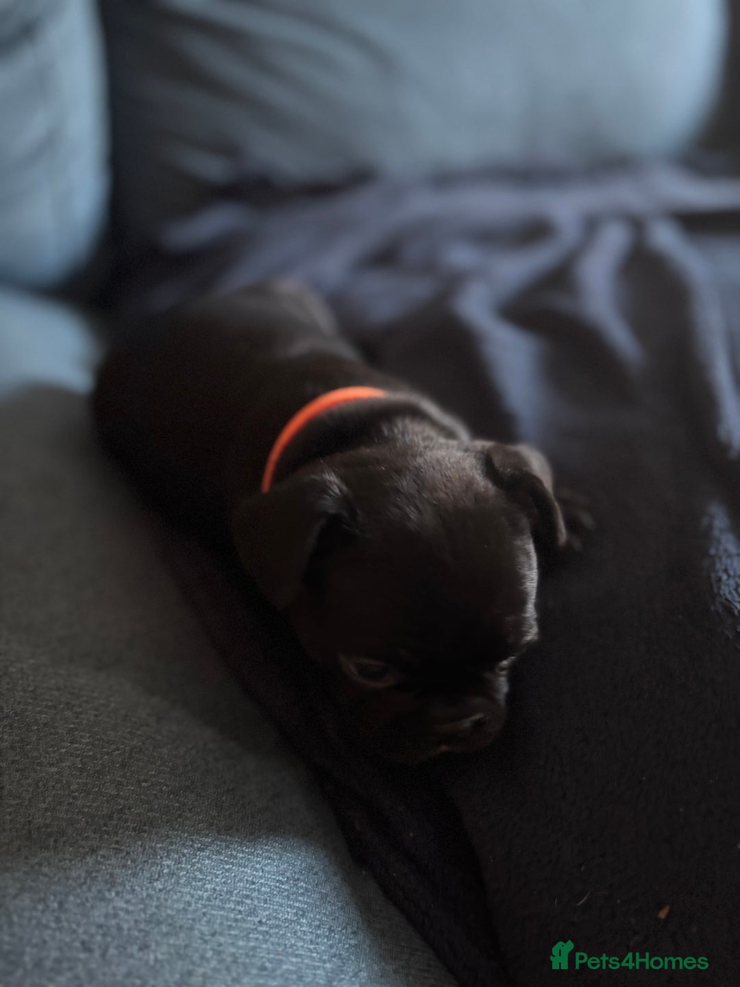 French Bulldog dogs for sale: French bulldog puppies  - Image 10