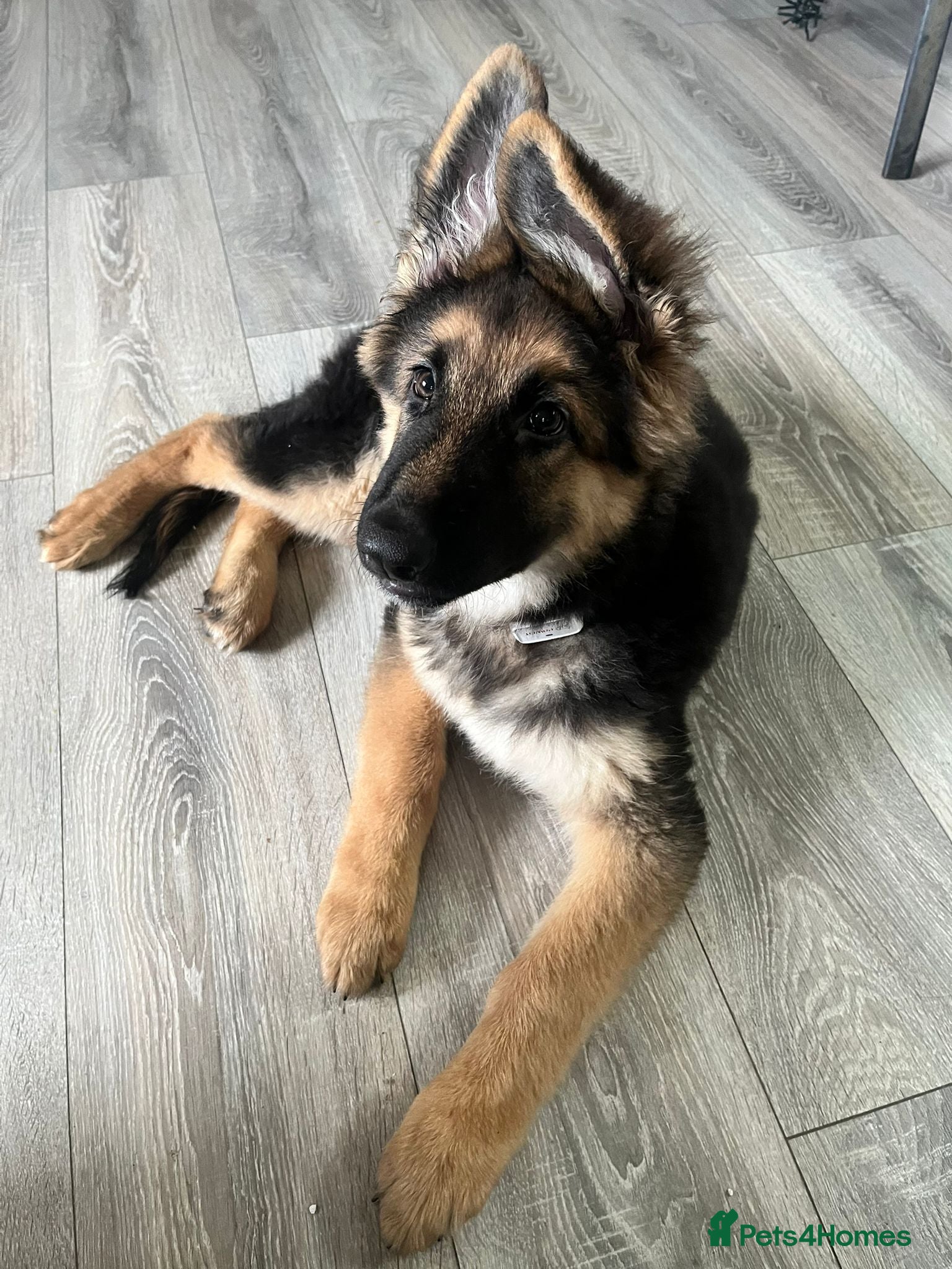 German Shepherd dogs Pure breed German shepherd for sale - Advert 7