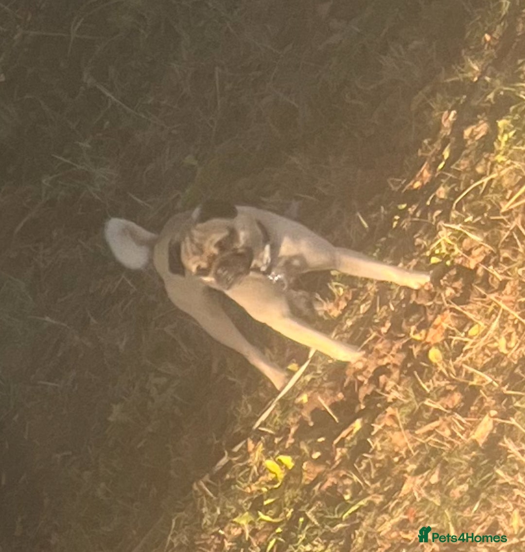 Jug dogs for sale: Pug for sale  - Advert 9