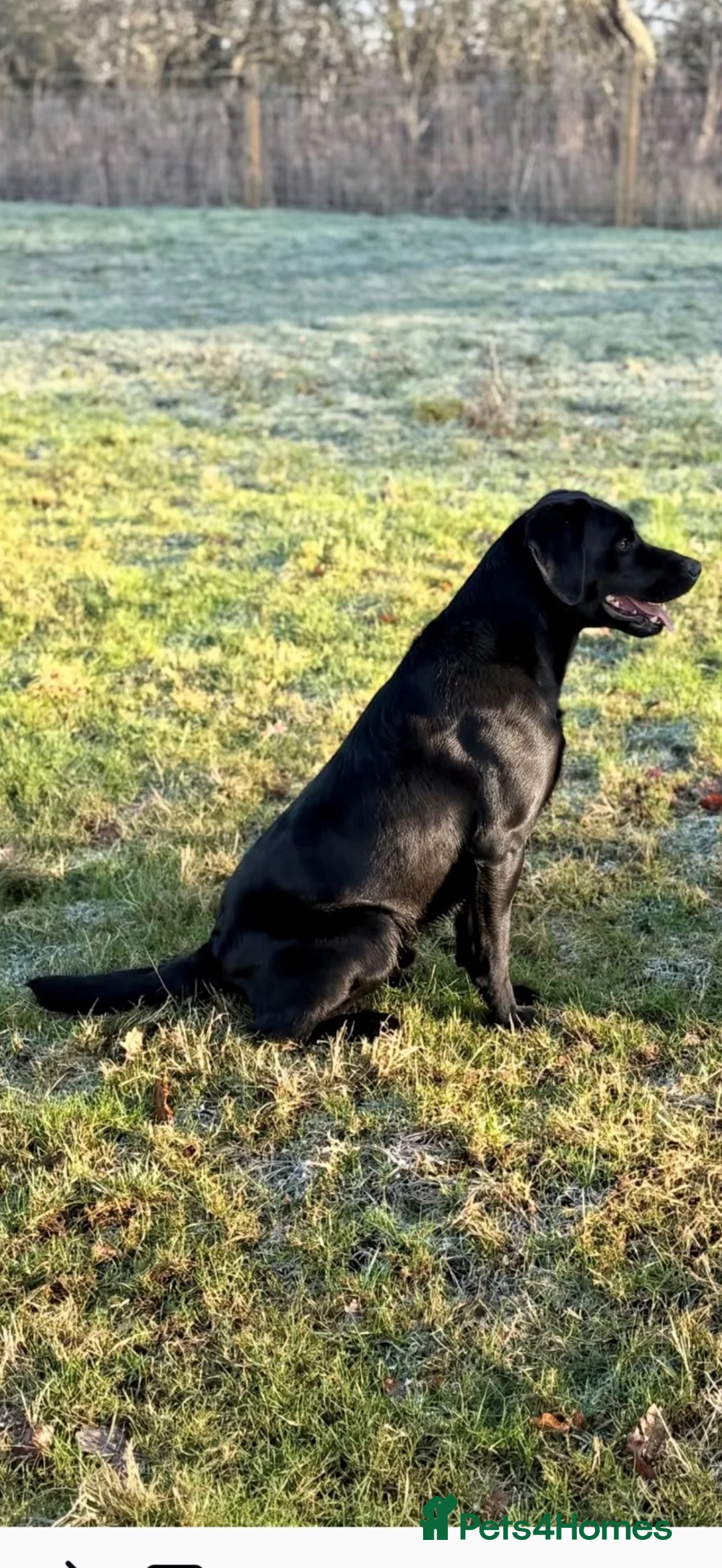 Labrador Retriever dogs for sale: Fantastic litter of working Labradors  - Advert 13