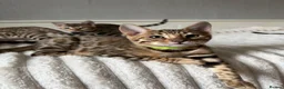 Bengal cats for sale: 🐆 Adorable pedigree Bengal kittens 🐆 - Advert 9