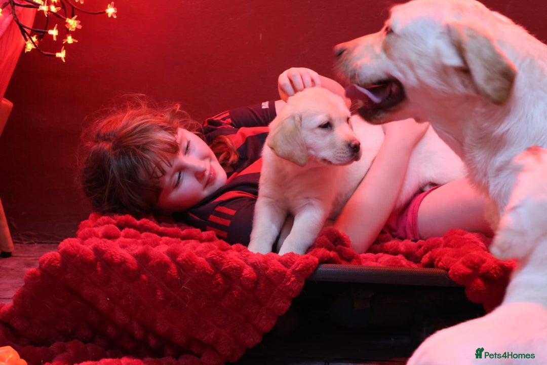 Golden Retriever dogs for sale: Health Tested, champion bloodlines Great with Kids - Advert 12