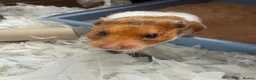 Hamster rodents for sale: Syrian hamster free to a good home  - Advert 5
