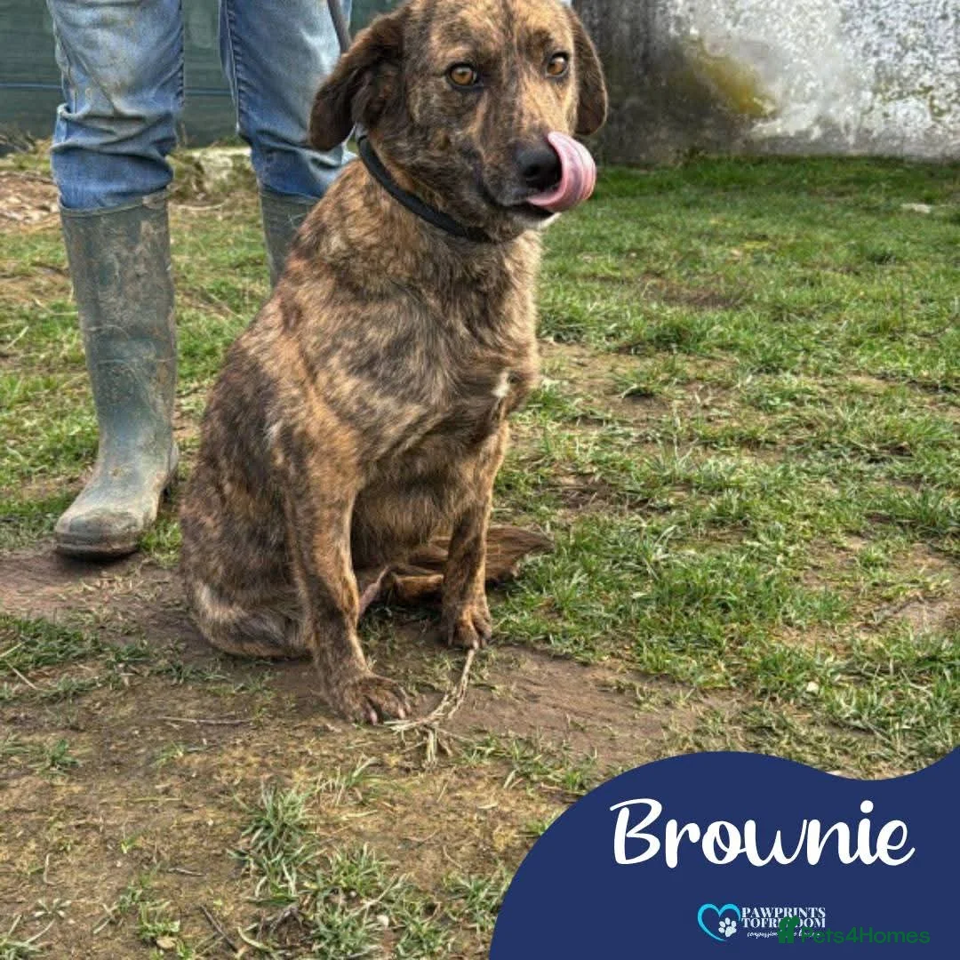 Mixed Breed dogs for adoption: Meet Brownie, currently residing in Essex  in Frinton-on-Sea - Advert 1