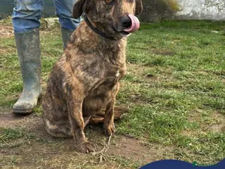 Mixed Breed dogs Meet Brownie, currently residing in Essex - Advert 1