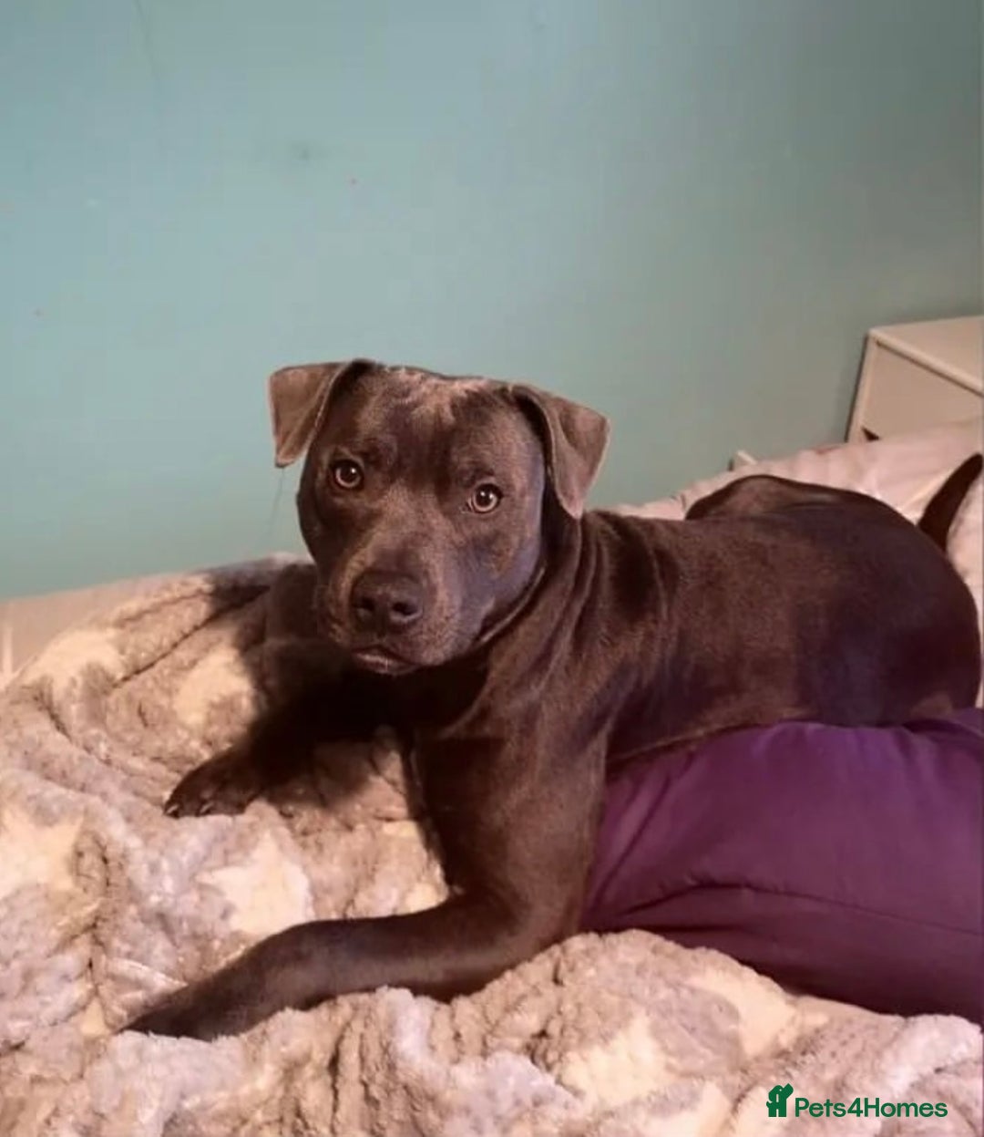 Staffordshire Bull Terrier dogs for stud: KC registered Staffy for Stud in Holmfirth - Advert 1