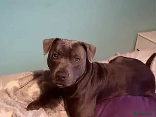 Staffordshire Bull Terrier dogs KC registered Staffy for Stud in Holmfirth - Advert 23