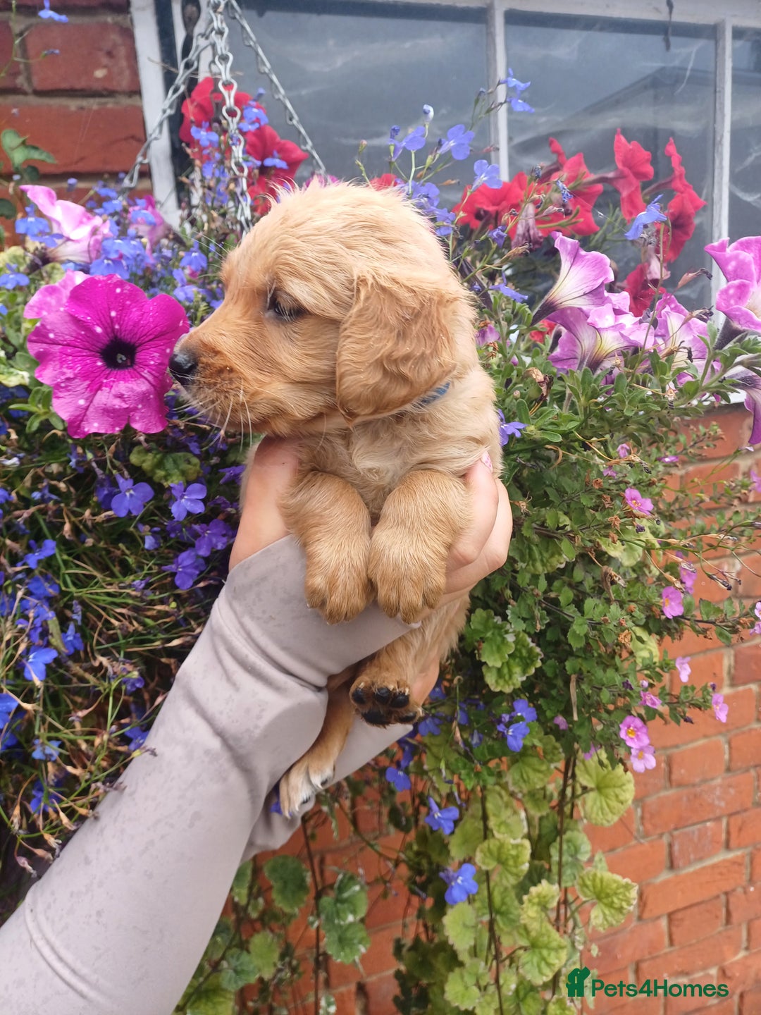 Golden Retriever dogs for sale: Heath tested parents kc reg 5 star licenced  - Image 5